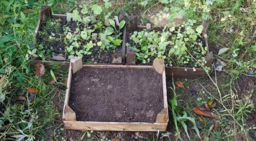 Семена из шишек туи. Выращивание туи посевом семян осенью: полный мастер-класс с фото