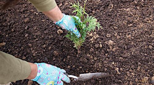 Семена из шишек туи. Выращивание туи посевом семян осенью: полный мастер-класс с фото