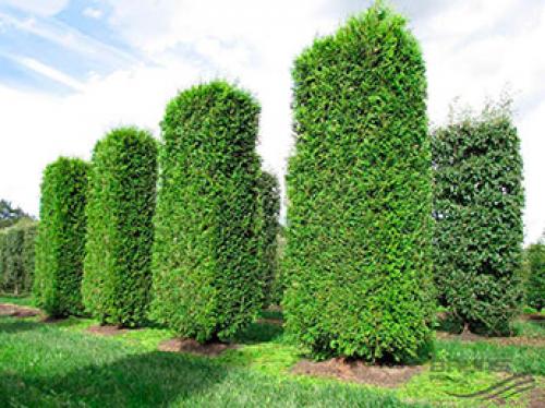 Как посадить тую семенами. Выбор сорта 02 Как посадить тую семенами. Выбор сорта 02