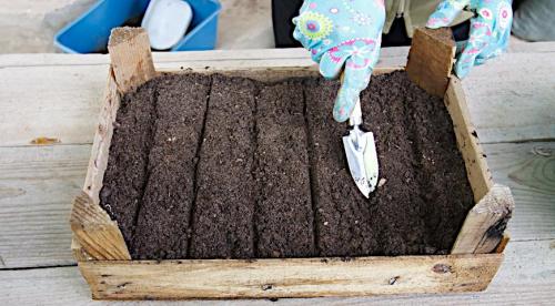 Семена из шишек туи. Выращивание туи посевом семян осенью: полный мастер-класс с фото