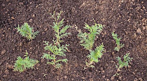 Семена из шишек туи. Выращивание туи посевом семян осенью: полный мастер-класс с фото