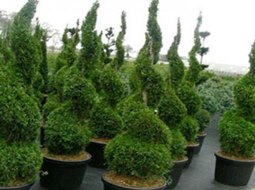 Как посадить тую семенами. Выбор сорта 03 Как посадить тую семенами. Выбор сорта 03