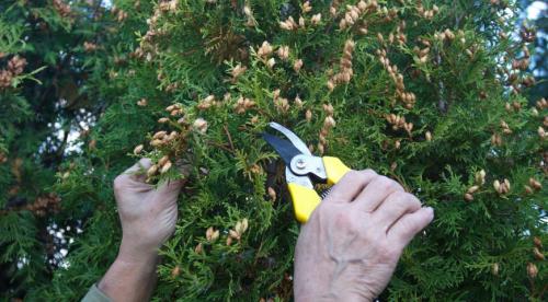 Семена из шишек туи. Выращивание туи посевом семян осенью: полный мастер-класс с фото