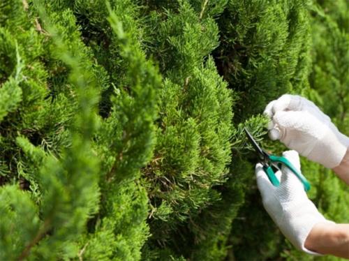 Как вырастить тую. Посадка туи в открытый грунт, уход: полив, обрезка, защита от вредителей и болезней, размножение