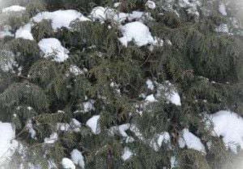 На каком расстоянии от забора соседа можно сажать туи. Почему живую изгородь из туи нужно стричь