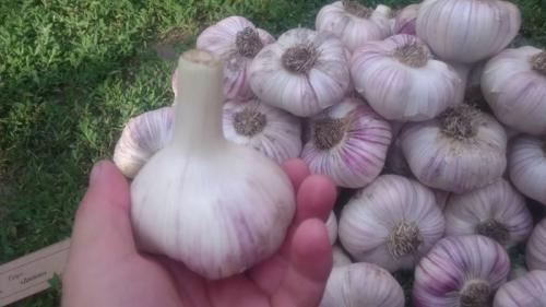 Сортовой чеснок. Сорта чеснока — 45 сортов 2022 года