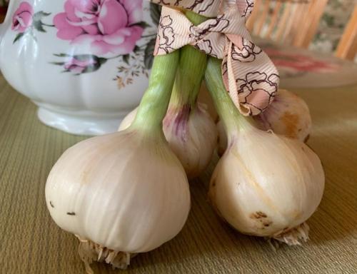 Сортовой чеснок. Сорта чеснока — 45 сортов 2022 года