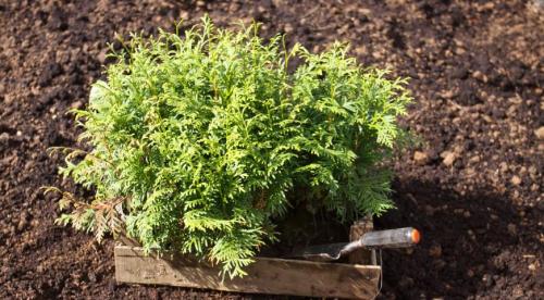 Семена туи, как выглядят. Выращивание туи посевом семян осенью: полный мастер-класс с фото