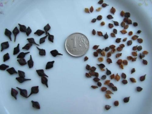 Клематисы и хвойники. Клематисы в ландшафтном дизайне: преимущества использования 08