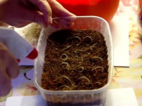 Клематисы и хвойники. Клематисы в ландшафтном дизайне: преимущества использования 09