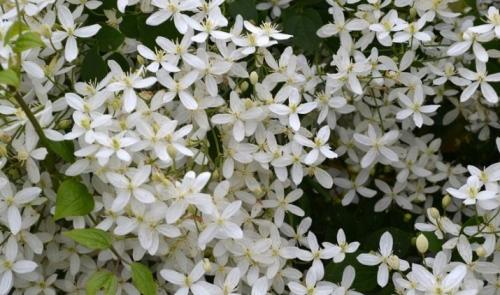 Клематисы и хвойники. Клематисы в ландшафтном дизайне: преимущества использования 20