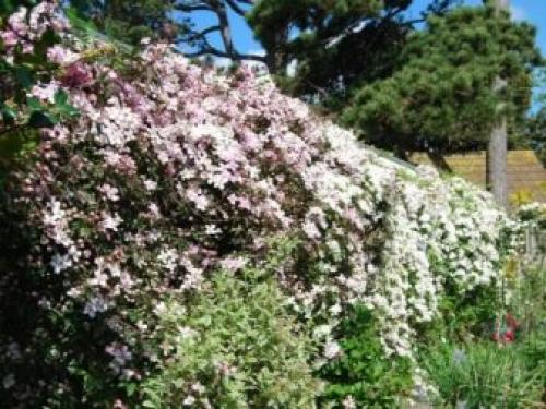 Клематисы и хвойники. Клематисы в ландшафтном дизайне: преимущества использования 14