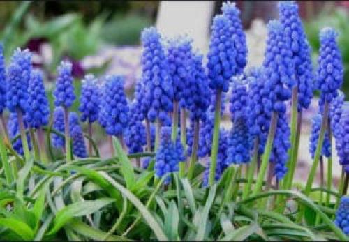 Туя и клематис. Что можно посадить рядом с туей