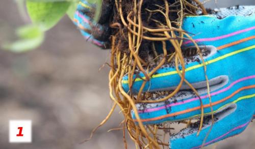 Клематисы и хвойники. Клематисы в ландшафтном дизайне: преимущества использования 04