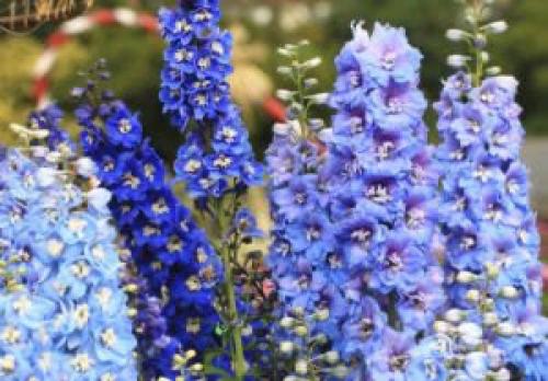 Туя и клематис. Что можно посадить рядом с туей