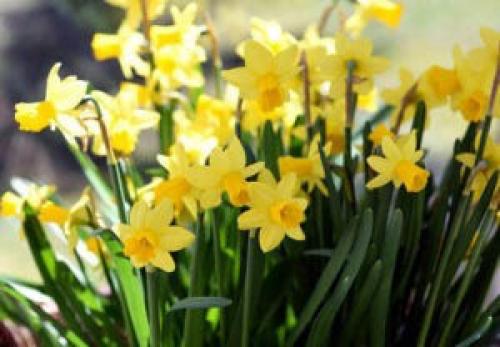 Туя и клематис. Что можно посадить рядом с туей