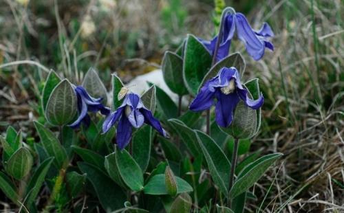 Клематисы и хвойники. Клематисы в ландшафтном дизайне: преимущества использования 18