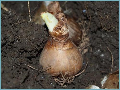 Какие особенности должны быть у луковицы нарцисса, чтобы сделать на ней перпендикулярные надрезы