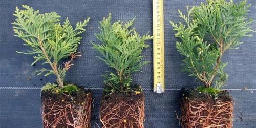 Как и когда правильно сажать тую осенью. Как правильно посадить тую осенью в открытый грунт: пошаговая инструкция 01