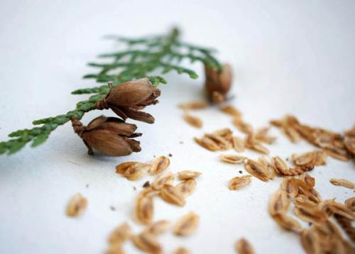 Как и когда правильно сажать тую осенью. Как правильно посадить тую осенью в открытый грунт: пошаговая инструкция 02