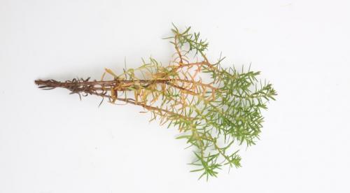 Семена туи, как выглядят. Выращивание туи посевом семян осенью: полный мастер-класс с фото