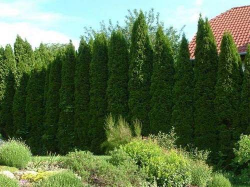Туя когда сажать и как ухаживать. Посадка туи в открытый грунт, уход: полив, обрезка, защита от вредителей и болезней, размножение