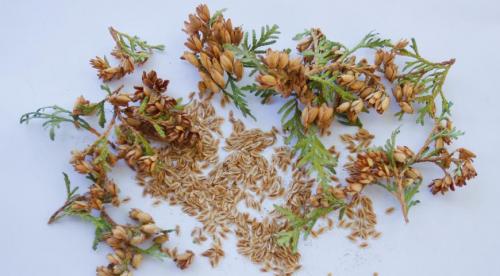 Семена туи, как выглядят. Выращивание туи посевом семян осенью: полный мастер-класс с фото