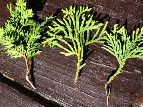 Как всходит туя. Как размножить тую черенками