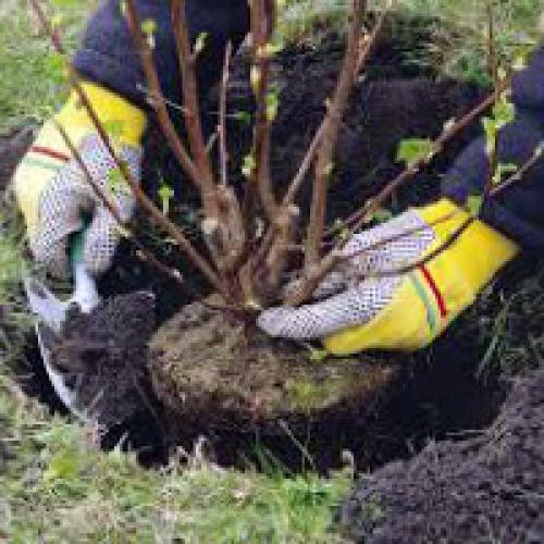 Как правильно посадить плодовые деревья на участке. Посадка плодовых деревьев и кустарников