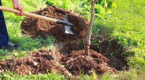 Как правильно посадить дерево весной. Подготовка ямы 02 Как правильно посадить дерево весной. Подготовка ямы 02