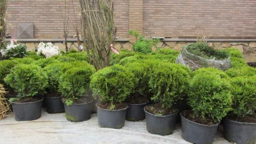 Как сажать деревья осенью. Плюсы и минусы осенней посадки