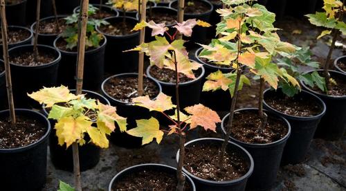 Как правильно сажать садовые деревья. Как составить план посадки деревьев 07