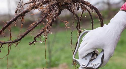 Как правильно посадить дерево весной. Подготовка ямы 03 Как правильно посадить дерево весной. Подготовка ямы 03