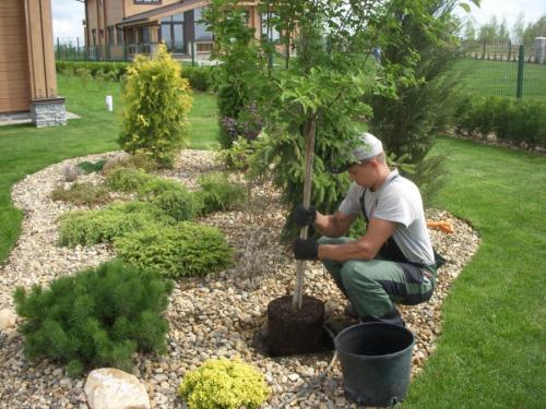 Как сажать деревья осенью. Плюсы и минусы осенней посадки