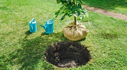 Как правильно посадить дерево весной. Подготовка ямы 01 Как правильно посадить дерево весной. Подготовка ямы 01