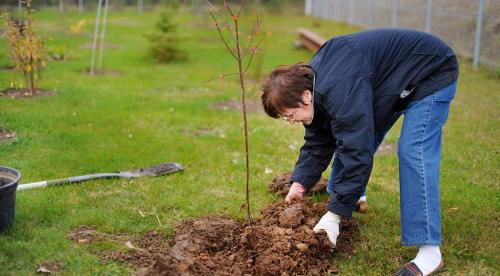 Как правильно сажать садовые деревья. Как составить план посадки деревьев 06