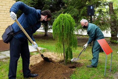 Как сажать деревья осенью. Плюсы и минусы осенней посадки