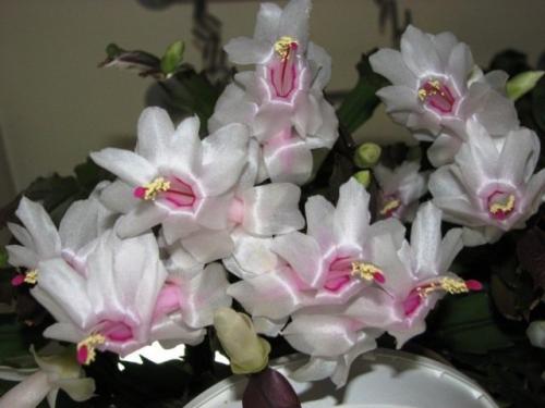 Как температура влияет на жизненные процессы декабристов. Уход и требования к выращиванию