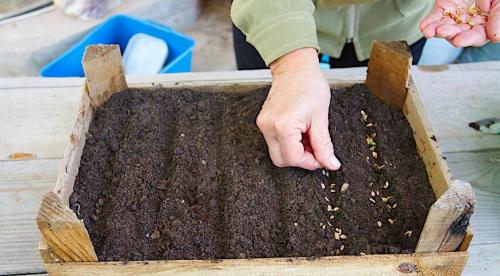 Семена туи, как выглядят. Выращивание туи посевом семян осенью: полный мастер-класс с фото