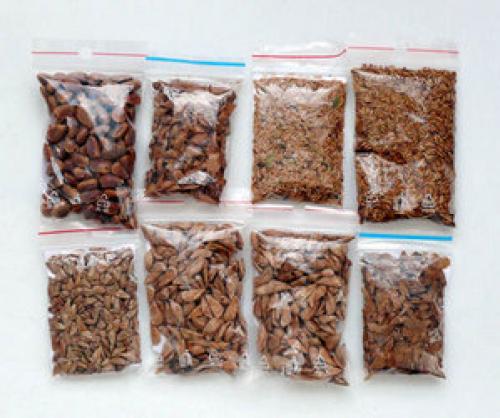 Туя посадка осенью семенами. Подготовить семена