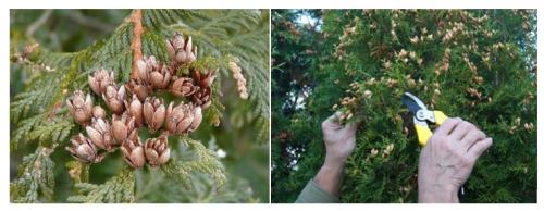 Туя посадка осенью семенами. Подготовить семена