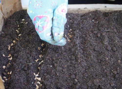 Туя посадка осенью семенами. Подготовить семена