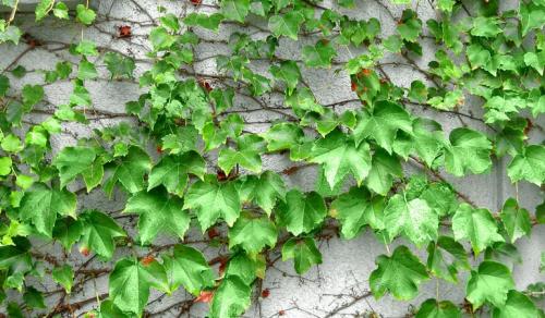 Девичий виноград в ландшафтном дизайне приусадебного участка