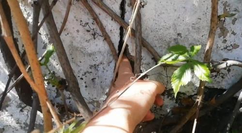 Виноград в ландшафтном дизайне. Какие сорта винограда подойдут для украшения участка 06 Виноград в ландшафтном дизайне. Какие сорта винограда подойдут для украшения участка 06