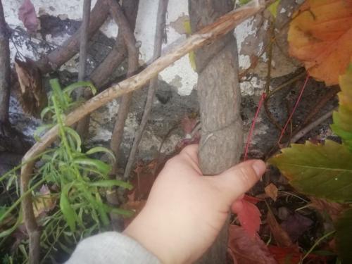 Виноград в ландшафтном дизайне. Какие сорта винограда подойдут для украшения участка 03 Виноград в ландшафтном дизайне. Какие сорта винограда подойдут для украшения участка 03