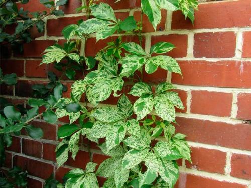 Девичий виноград в ландшафтном дизайне приусадебного участка