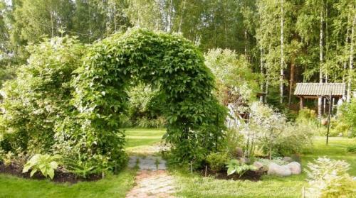 Девичий виноград минусы. Девичий виноград в ландшафтном дизайне