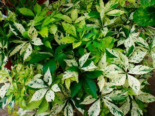 Девичий виноград в ландшафтном дизайне приусадебного участка