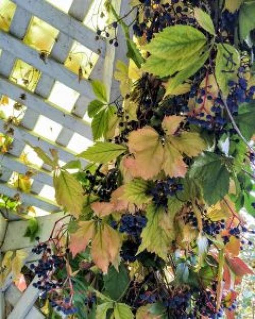Виноград в ландшафтном дизайне. Какие сорта винограда подойдут для украшения участка