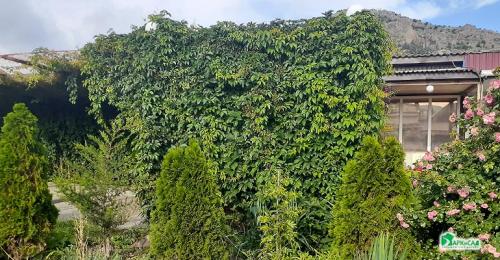 Девичий виноград в ландшафтном дизайне приусадебного участка